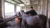 Cựu chiến binh Nguyễn Văn Điệp làm giàu từ mô hình chăn nuôi ngựa sinh sản