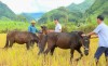 Chàng thanh niên dân tộc Giáy làm giàu từ nuôi ngựa sinh sản